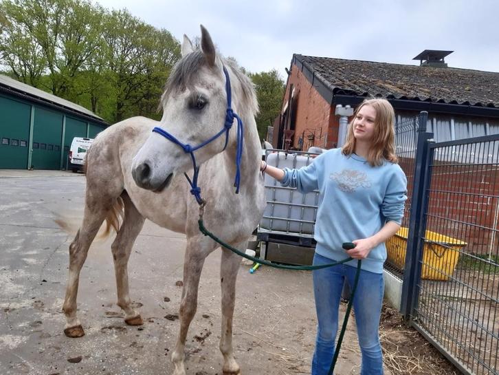 Arabier ruin met stamboom te koop, Dieren en Toebehoren, Paarden, Ruin, Zadelmak, 165 tot 170 cm, 3 tot 6 jaar, Recreatiepaard