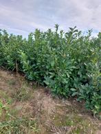 paplaurier  2.5m, Tuin en Terras, Ophalen of Verzenden, Haag