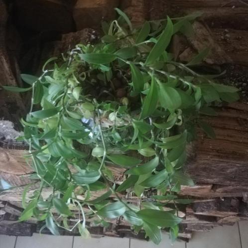 Echange ou vend Tradescantia verte, Maison & Meubles, Plantes d'intérieur, Enlèvement