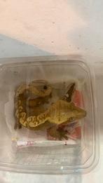 Wimpergekko mannen, Hagedis, 0 tot 2 jaar