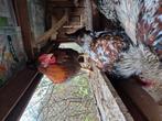 COQS a vendre a Andenne, Animaux & Accessoires, Volatiles