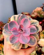 Echeveria sp.'Rainbow', Ophalen of Verzenden