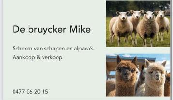 scheren van alle soorten schapen&alpaca's beschikbaar voor biedingen