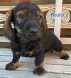 Ruwharige dwergteckels, Dieren en Toebehoren, België, CDV (hondenziekte), 8 tot 15 weken, Dwerg
