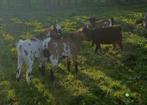 Dwerggeitjes, Dieren en Toebehoren, Geit