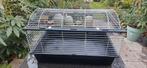 Konijn-/caviakot, Kooi, Gebruikt, Cavia, 75 tot 110 cm