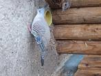 Australische kuifduif, Dieren en Toebehoren, Vogels | Duiven, Geslacht onbekend, Overige soorten