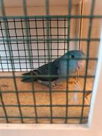 Forpus is verschillende mutaties, Dieren en Toebehoren, Vogels | Parkieten en Papegaaien