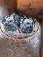 Jonge duiven te koop, Dieren en Toebehoren, Pluimvee