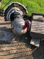 Narragansett kalkoen, Dieren en Toebehoren, Pluimvee, Kalkoen
