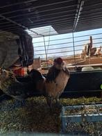 watermaalsebaardkriel, Dieren en Toebehoren, Vogels | Overige Vogels, Mannelijk, Wildzangvogel, Geringd