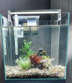 Aquarium, Animaux & Accessoires, Poissons | Aquariums & Accessoires, Enlèvement, Comme neuf, Aquarium vide