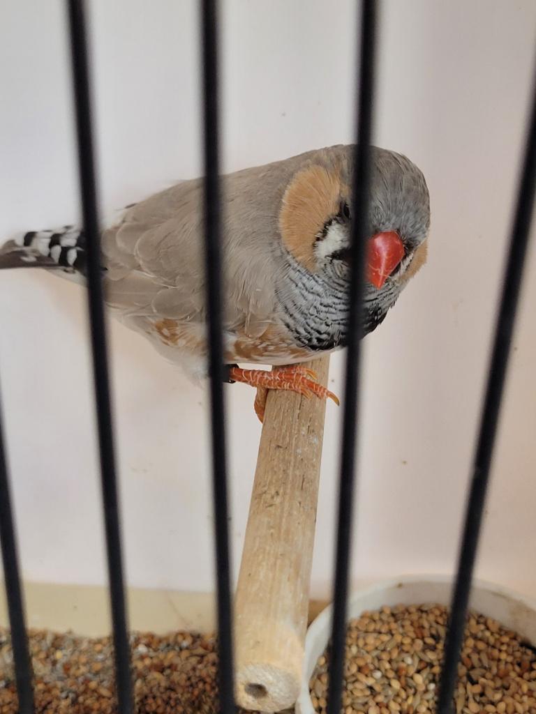 PINSONS ZÉBRÉS, Animaux & Accessoires