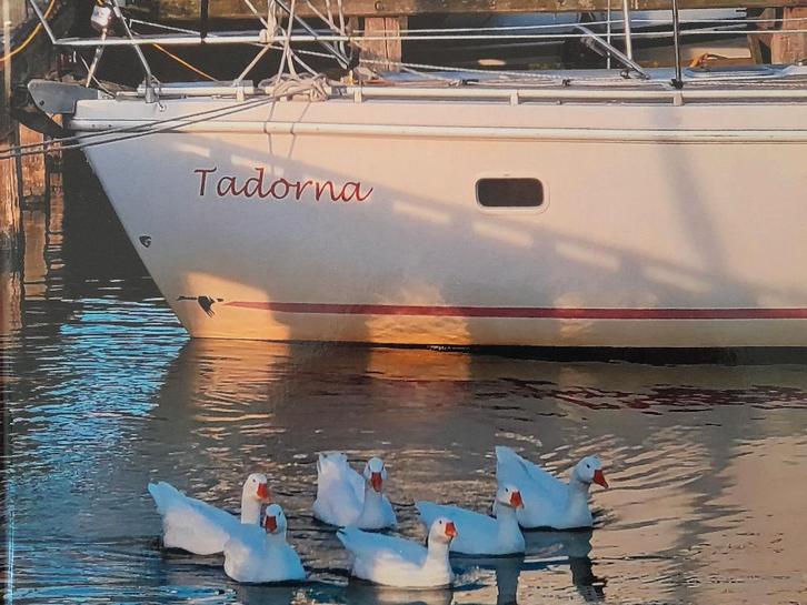 Étape 32 i, Sports nautiques & Bateaux, Voiliers à cabine & Voiliers, Comme neuf, Bateau de plaisance ou Cruiser, Polyester, 9 à 12 mètres