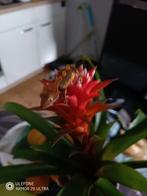 Crested Gecko à vendre