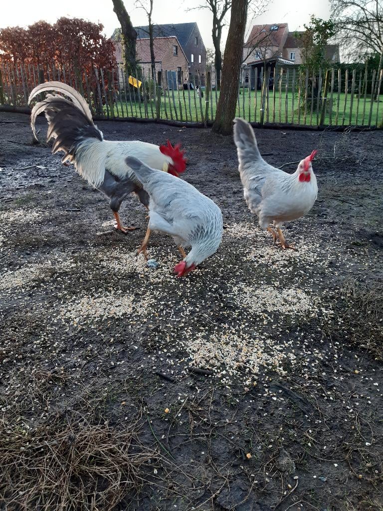 Verse broedeieren leghorn isabelpatrijs, Animaux & Accessoires, Volatiles, Poule ou poulet, Sexe inconnu