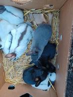 dwerg konijntjes, Dwerg