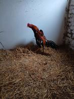 Shamo 2024, Animaux & Accessoires, Volatiles