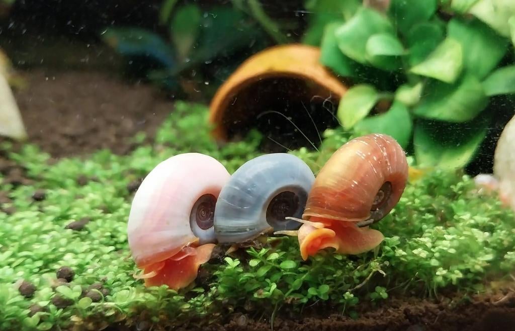 Regenboogmix 3 posthoornslakken Planorbella duryi. Oudenburg