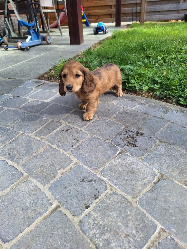 Langharige dwergteckel pups, Dieren en Toebehoren, Parvo, België, 8 tot 15 weken, Dwerg