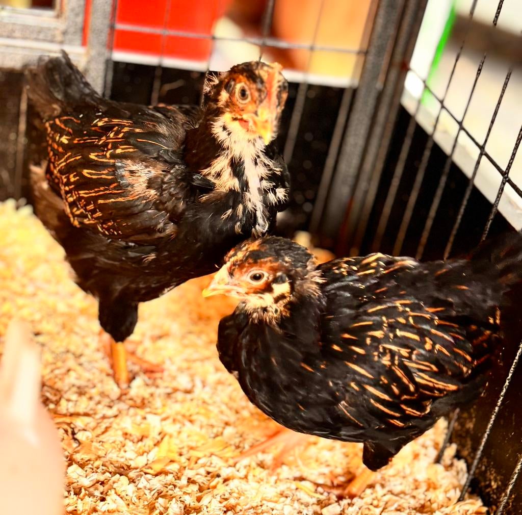 leg kip & haan barneveld, Poule ou poulet