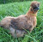 USA bruine zijdehoen hen, Dieren en Toebehoren, Vrouwelijk, Kip