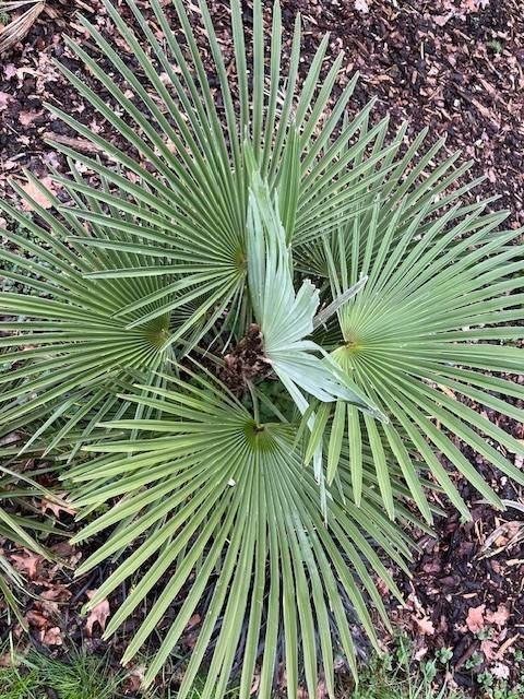 Trachycarpus princeps x Naggy, Tuin en Terras, Planten | Bomen, Ophalen of Verzenden, Lente, Minder dan 100 cm, Palmboom