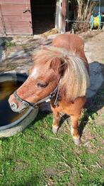 GEZOCHT:Gezelschapspony voor Pony Mikey, Dieren en Toebehoren, Ophalen
