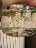 Mix aquariumslakken, Ophalen