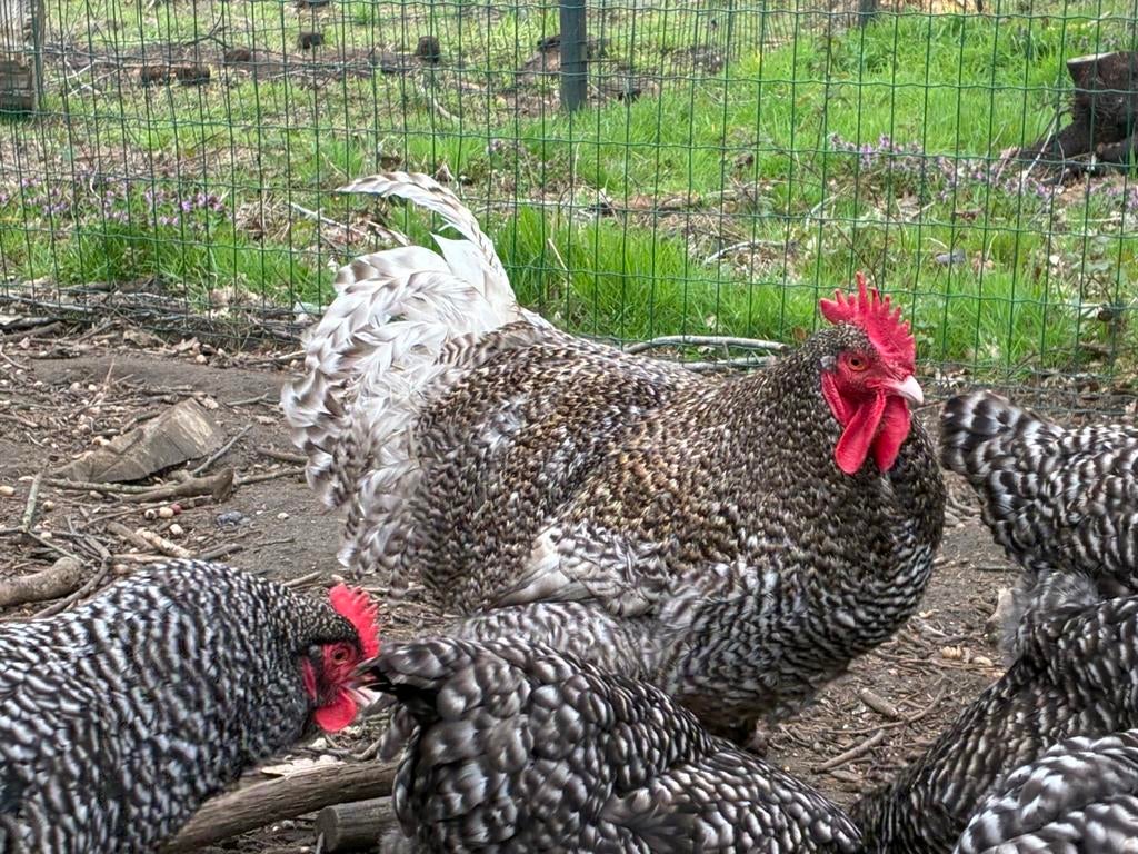 Broedeieren Mechelse hoen/koekoek