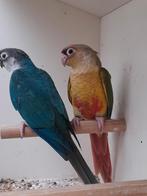 Pyrrhura 1 jong koppel split lutinos, Dieren en Toebehoren, Geringd