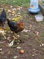 1 jeune poulet à vendre, Poule ou poulet