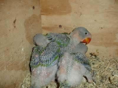 grote alexanders voor handopfok, Geslacht onbekend, Parkiet, Geringd