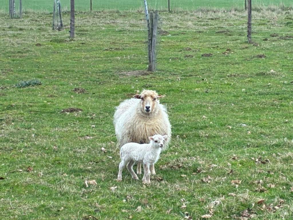 Ouessant lammetje (ooitje) wit