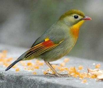 Mooie Japanse nachtegaal zeer goede zanger, Dieren en Toebehoren, Vogels | Overige Vogels, Mannelijk, Wildzangvogel