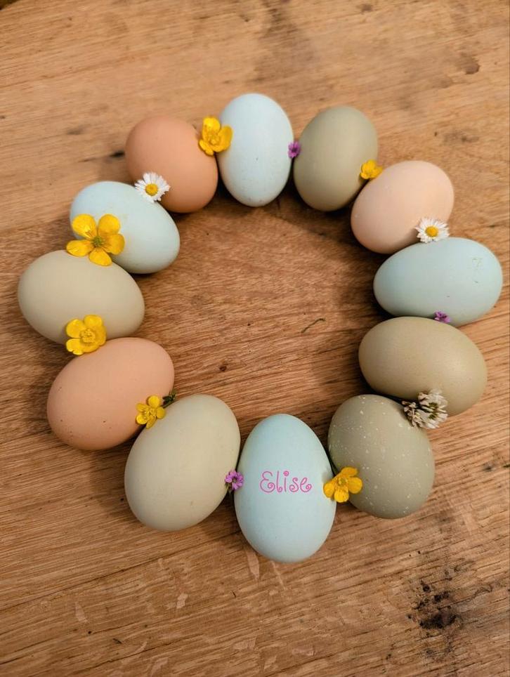 Broedeieren olijflegger kleurlegger groenlegger kippen, Animaux & Accessoires, Volatiles, Poule ou poulet