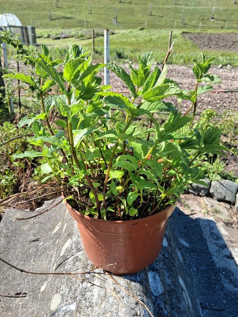 Munt, Tuin en Terras, Ophalen of Verzenden