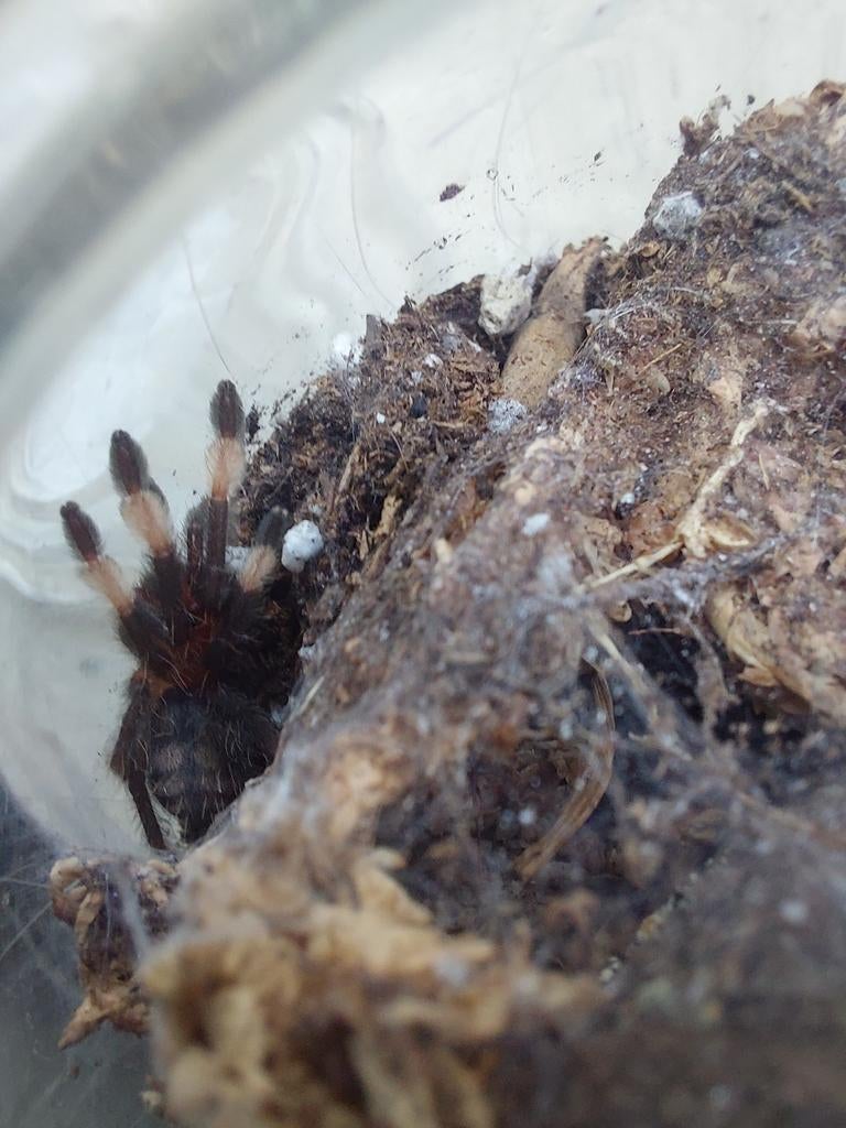 Psalmopoeus Irminia sling (tarantula spin)