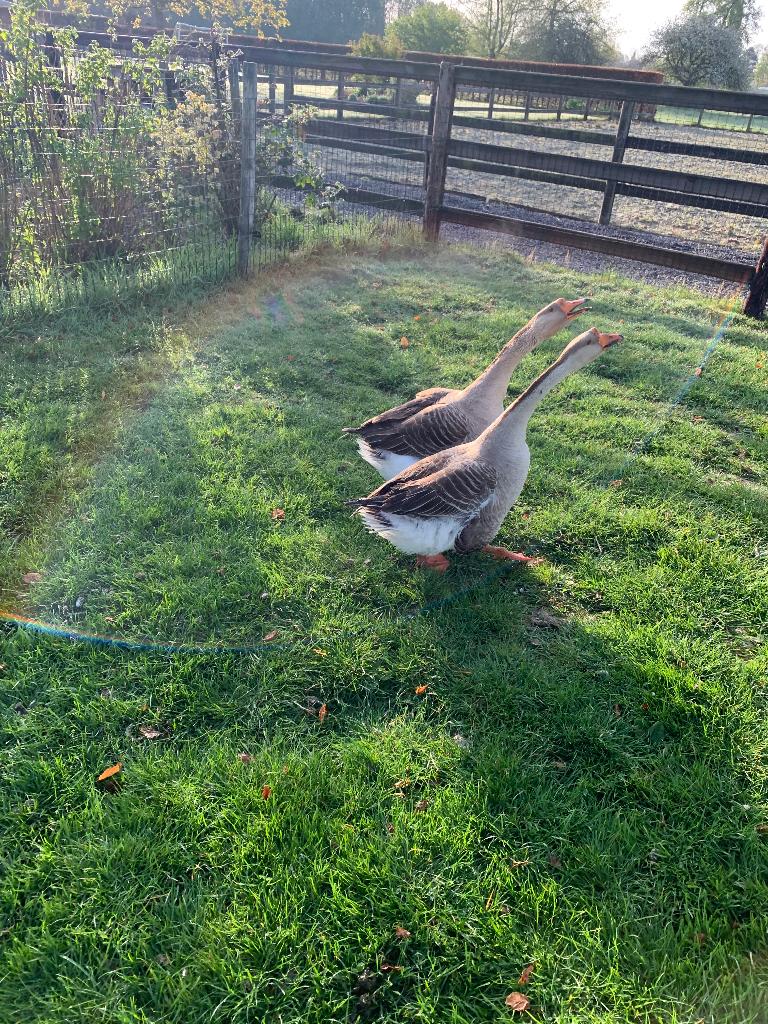 Koppel Ganzen, Meerdere dieren, Gans of Zwaan