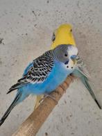 Verschillende TT waardige grasparkieten