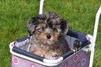 Chiots Maltipoo de toutes les couleurs, Autres races, Plusieurs, Belgique, Plusieurs animaux
