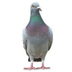 GRATIS Duiven, Animaux & Accessoires, Plusieurs animaux