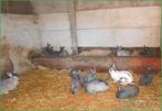 jonge konijnen te koop, Dieren en Toebehoren, Konijnen, Meerdere dieren, Groot, 0 tot 2 jaar