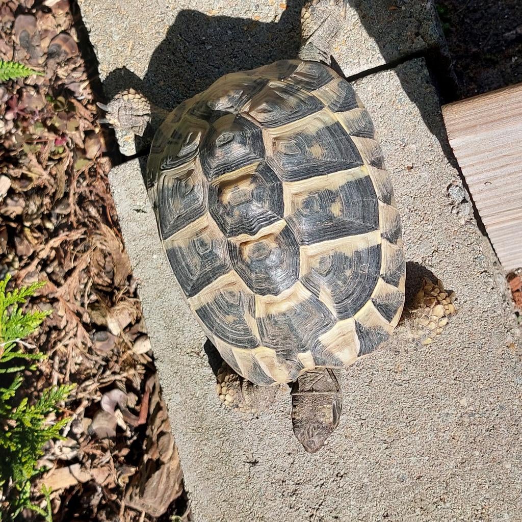 Landschildpad Testudo Hermanni 8j, 200 €., Dieren en Toebehoren, Reptielen en Amfibieën, Schildpad, Tam, 7 tot 10 jaar