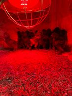 Kuikens zijdehoen, Sexe inconnu, Poule ou poulet