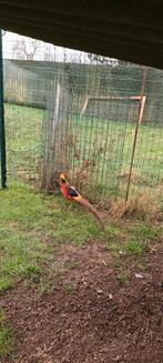 Fazanten, Dieren en Toebehoren