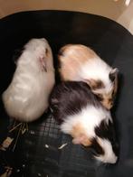 Beaux cobayes à vendre, Janvier, Cobaye