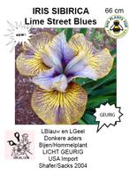 IRIS SIBIRICA nouveau, Jardin & Terrasse, Plantes | Jardin, Plein soleil, Été, Plante fixe, Enlèvement ou Envoi