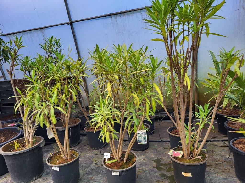 Oleander 80/90 hoog. Verschillende kleuren., Ophalen
