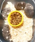 Hamsterjongen te koop, Février